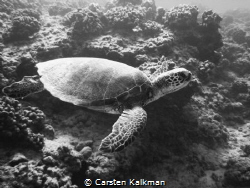 Green Turtle cuising the reef, Maunalua Bay, Oahu Hawaii by Carsten Kalkman 
